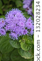 Close-up of vibrant purple wildflowers blooming among green leaves in natural daylight. Concept of beauty in nature, freshness, and the calm energy of early autumn 132028234