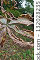 Close-up of a dried chestnut leaf with brown and yellow tones showing the signs of autumn decay. Concept of seasonal transition, aging in nature, and the beauty of imperfection 132028235