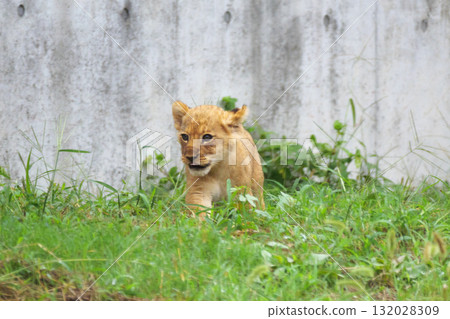Baby lion on a great adventure Baby lion on a great adventure 132028309