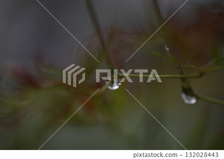 Grass with waterdrop Grass with waterdrop 132028443