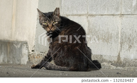 Cute stray cat Cute stray cat 132028487
