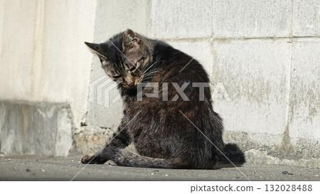 Cute stray cat Cute stray cat 132028488