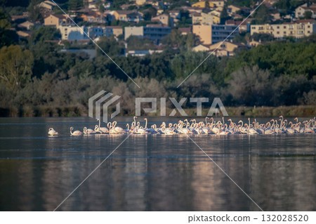 Flamingoes at dawn pastel colors in middle of water pond Biguglia in Corsica near Bastia Tall grasses on the background Flamingoes at dawn pastel colors in middle of water pond Biguglia in Corsica near Bastia Tall grasses on the background 132028520