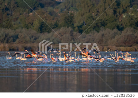 Flamingoes at dawn pastel colors in middle of water pond Biguglia in Corsica near Bastia Tall grasses on the background 132028526