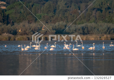 Flamingoes at dawn pastel colors in middle of water pond Biguglia in Corsica near Bastia Tall grasses on the background 132028527