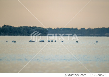 Flamingoes at dawn pastel colors in middle of water pond Biguglia in Corsica near Bastia Tall grasses on the background 132028528