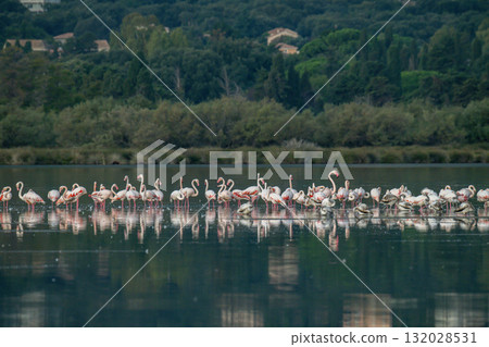 Flamingoes at dawn pastel colors in middle of water pond Biguglia in Corsica near Bastia Tall grasses on the background 132028531
