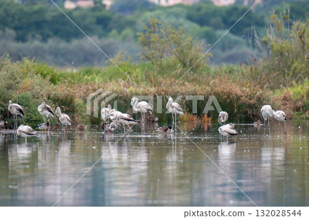 Young baby Flamingo pastel colors in middle of water pond Biguglia in Corsica near Bastia Tall grasses on the background 132028544