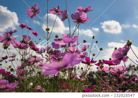 Cosmos shining in the blue sky Cosmos shining in the blue sky 132028547