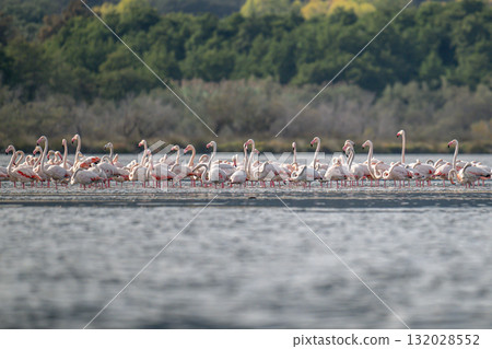 Flamingoes at dawn pastel colors in middle of water pond Biguglia in Corsica near Bastia Tall grasses on the background 132028552