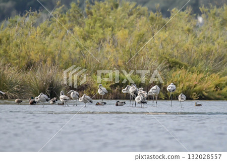 Young baby Flamingo pastel colors in middle of water pond Biguglia in Corsica near Bastia Tall grasses on the background Young baby Flamingo pastel colors in middle of water pond Biguglia in Corsica near Bastia Tall grasses on the background 132028557