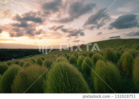 Kochia Hill and the Dusk Sky 132028751