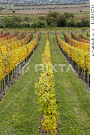 Vineyard rows displaying vibrant autumn colors in Retz, Lower Austria Vineyard rows displaying vibrant autumn colors in Retz, Lower Austria 132028752