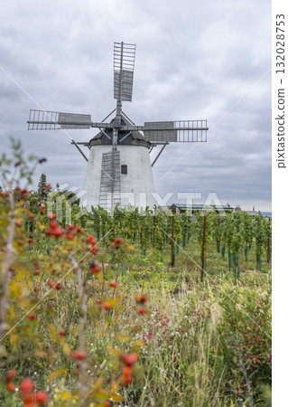Windmill in Retz standing by a vineyard 132028753