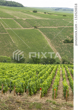 Green grapevines growing in Chablis vineyard landscape, France Green grapevines growing in Chablis vineyard landscape, France 132028818