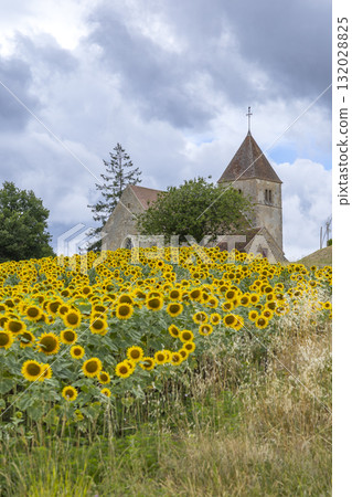 Sunflowers blooming field with historic church in France 132028825