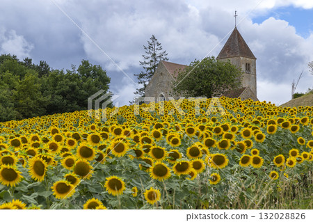 Sunflowers blooming in front of Saint Aubin des Chaumes church, France 132028826