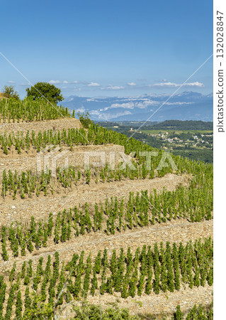 Crozes Hermitage terraced vineyard landscape in Rhone Valley, France 132028847