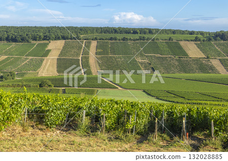 Chablis vineyards creating patterns on rolling hills 132028885