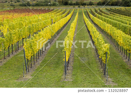 Yellowing grapevines reaching autumn harvest in Retz 132028897