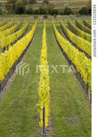 Grapevines showing autumn colors in Retz vineyard 132028898