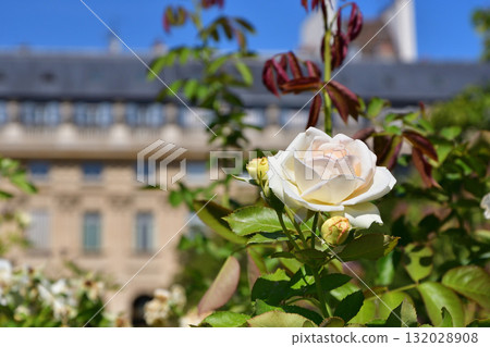 Roses blooming at the Palais Royal in Paris, France (photographed on August 18, 2025) 132028908