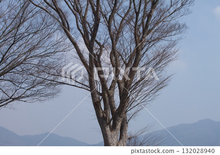 落葉樹枝 落葉樹枝 132028940