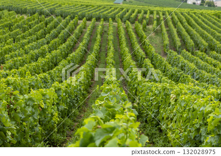 Vineyards growing grapes in Champagne region, Marne, France 132028975