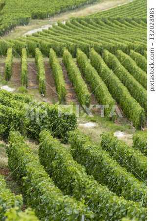 Green grapevines growing in a vineyard in Bergeres les Vertus, France 132028985