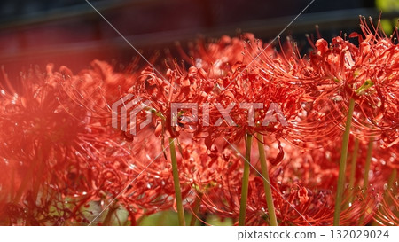 Beautiful red spider lilies 132029024