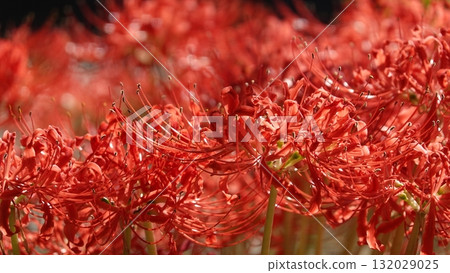 Beautiful red spider lilies 132029025