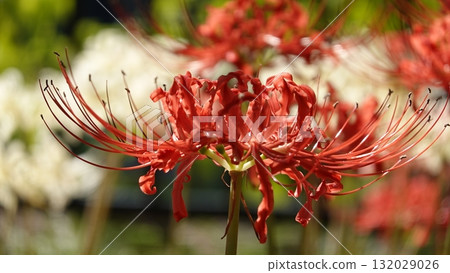 Beautiful red spider lilies 132029026