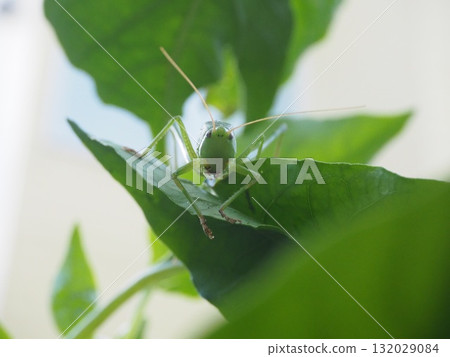 葉子上的蚱蜢盯著我 葉子上的蚱蜢盯著我 132029084