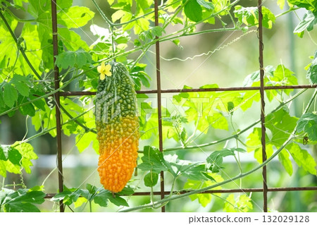 A green curtain of summer vegetables 132029128
