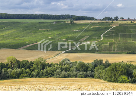 Vineyards and golden fields in Cuchery, Marne, France Vineyards and golden fields in Cuchery, Marne, France 132029144