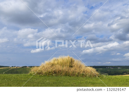 Golden tussock grass growing in Cuchery rural landscape Golden tussock grass growing in Cuchery rural landscape 132029147