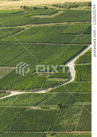 Green vineyard rows winding through Champagne, France Green vineyard rows winding through Champagne, France 132029154