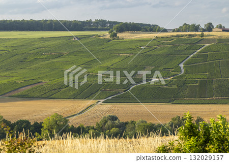 Rolling vineyards landscape covering hills in Champagne region, France Rolling vineyards landscape covering hills in Champagne region, France 132029157
