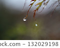 楓葉上的水珠很漂亮。 132029198