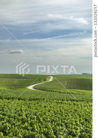 Val de Livre vineyards stretching across French Champagne landscape Val de Livre vineyards stretching across French Champagne landscape 132029257
