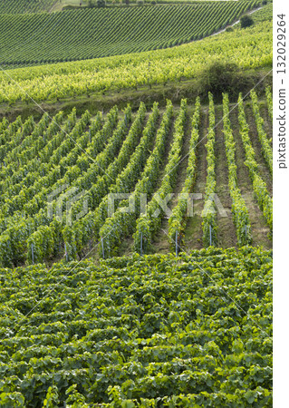 Green vines growing in Bouzy Champagne vineyards, France Green vines growing in Bouzy Champagne vineyards, France 132029264