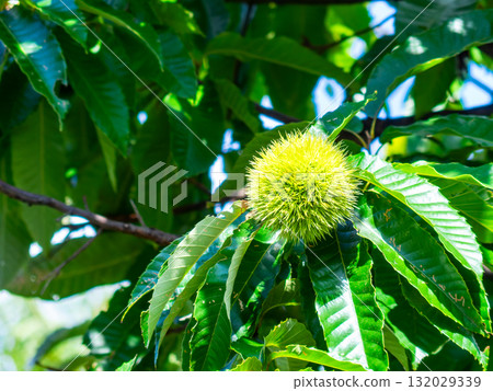 A plump, green chestnut in midsummer 132029339