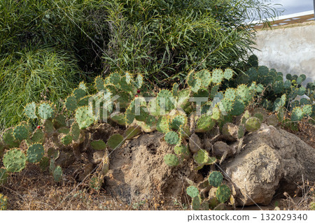 Wild cactus growing on rocky sunny hillside Wild cactus growing on rocky sunny hillside 132029340