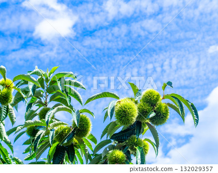 A plump, green chestnut in midsummer 132029357