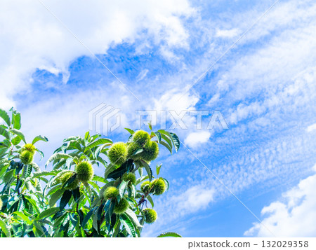 A plump, green chestnut in midsummer 132029358
