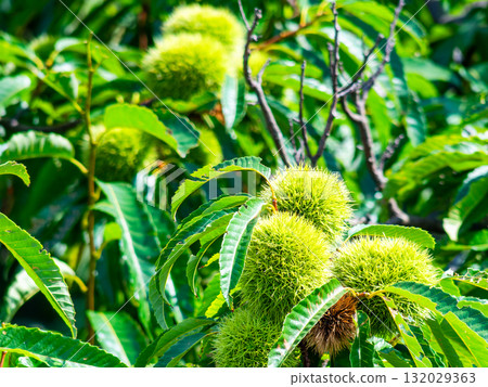A plump, green chestnut in midsummer A plump, green chestnut in midsummer 132029363