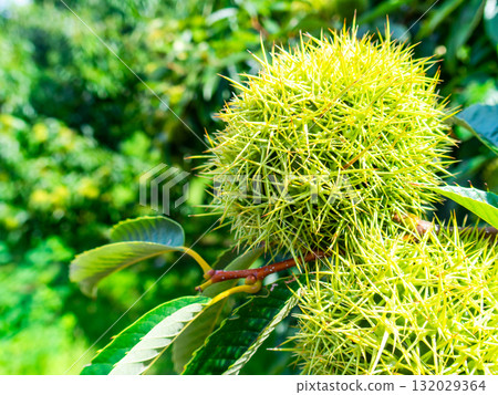 A plump, green chestnut in midsummer A plump, green chestnut in midsummer 132029364
