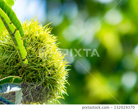 盛夏時節，一顆飽滿翠綠的栗子 132029370