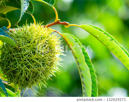 盛夏時節,一顆飽滿翠綠的栗子 盛夏時節,一顆飽滿翠綠的栗子 132029371