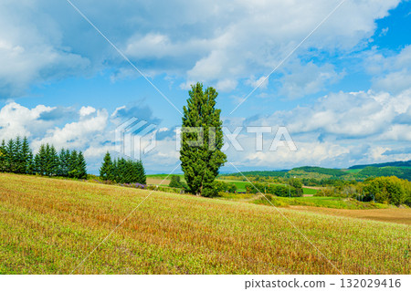 A landscape with Kent Mary trees in Biei, Hokkaido A landscape with Kent Mary trees in Biei, Hokkaido 132029416